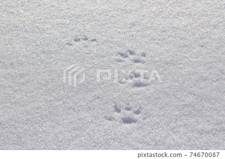 Animal footprints in the snowfield found in the countryside 74670087
