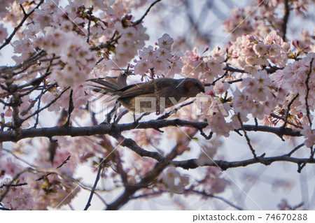 Brown-eared bulbul sucking cherry honey Brown-eared bulbul sucking cherry honey 74670288