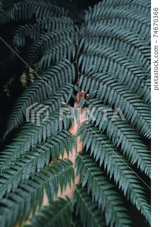 Close-Up Of Dark green leaves Close-Up Of Dark green leaves 74670366