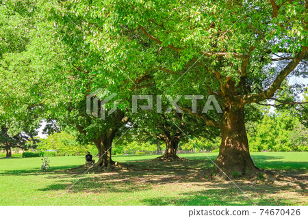 Shonai Ryokuchi Park, full of spacious greenery <Nagoya City, Aichi Prefecture> 74670426