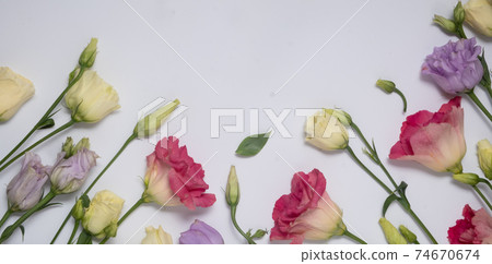 Delicate pink, lilac and cream eustoma isolated on white background Delicate pink, lilac and cream eustoma isolated on white background 74670674