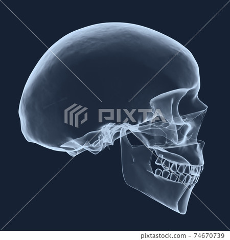 xray human head skull 3d rendering xray human head skull 3d rendering 74670739