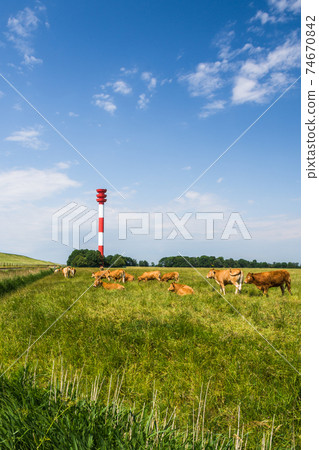 Grazing cows at North Sea lighthouse, Butjadingen peninsula, Lower Saxony, Germany 74670842