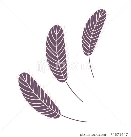 Birds feather.Chicken or goose feather Birds feather.Chicken or goose feather 74671447