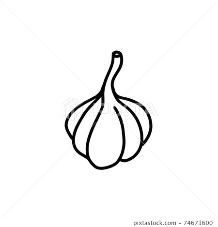 hand-drawn garlic head. Doodle style. hand-drawn garlic head. Doodle style. 74671600