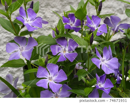 長春花 長春花 74671931