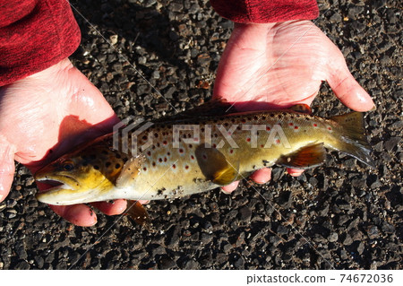 Brown trout I caught 74672036