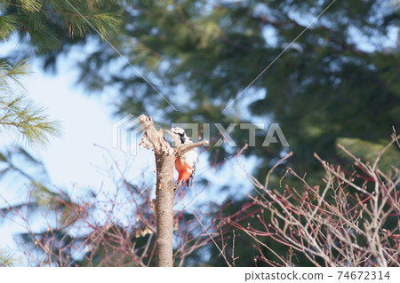Great spotted woodpecker in Hokkaido in winter Great spotted woodpecker in Hokkaido in winter 74672314