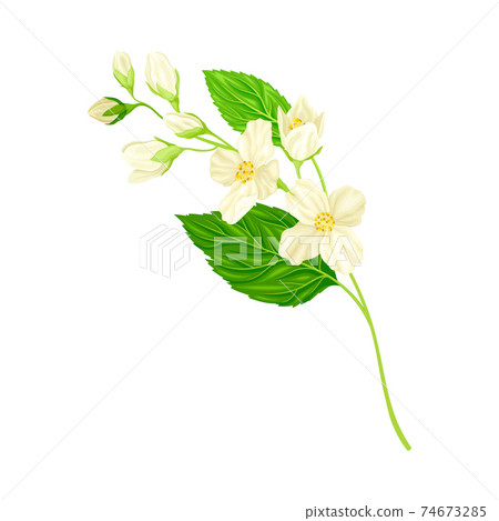 White Fragrant Jasmine Flowers on Stem with Green Leaves Closeup View Vector Illustration White Fragrant Jasmine Flowers on Stem with Green Leaves Closeup View Vector Illustration 74673285