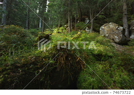 The Primeval Pine Forest With Green Moss 74673722