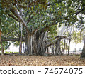 Ficus macrophylla 74674075