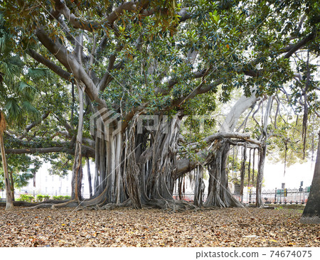 Ficus macrophylla Ficus macrophylla 74674075