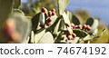 Salina prickly pear 01 74674192