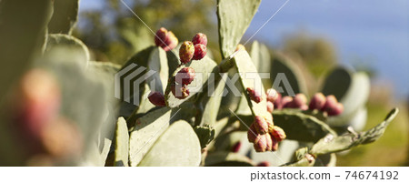 Salina prickly pear 01 Salina prickly pear 01 74674192