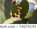 Salina prickly pear 03 74674193