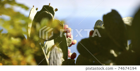 Salina prickly pear 02 74674194