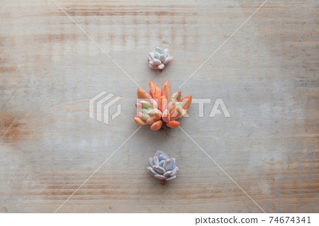 Minimal succulent flowers composition on vintage wooden board background, top view 74674341