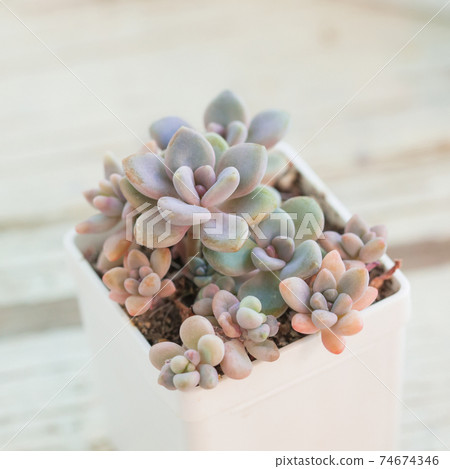 Succulent houseplants Graptopetalum Ellen and Graptosedum in white pot Succulent houseplants Graptopetalum Ellen and Graptosedum in white pot 74674346