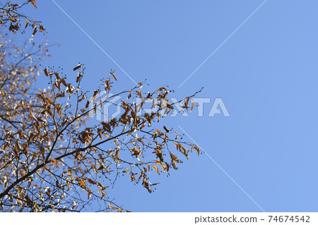 Small-leaved lime Small-leaved lime 74674542