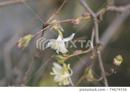Winter flowering honeysuckle Winter flowering honeysuckle 74674556