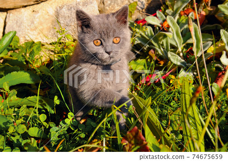 Cute gray cat sitting on the green grass. Cute gray cat sitting on the green grass. 74675659