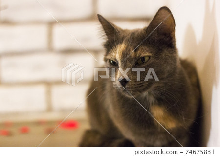 sad gray cat on brick wall background 74675831