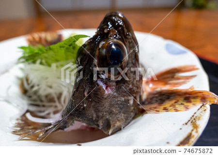 Arakabu(蝎子魚)體形朝上佐世保 Arakabu(蝎子魚)體形朝上佐世保 74675872