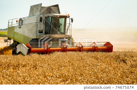 Rotary straw walker cut and threshes ripe wheat grain. Man in combine harvesters with grain header, wide chaff spreader reaping cereal ears. Gathering crop by agricultural machinery on field in summer Rotary straw walker cut and threshes ripe wheat grain. Man in combine harvesters with grain header, wide chaff spreader reaping cereal ears. Gathering crop by agricultural machinery on field in summer 74675874