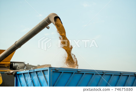 Unloading grains into truck by unloading auger. Ripe wheat grain falling from combine auger into cart. Wheat harvesting on field in summer season. Process of gathering crop by agricultural machinery Unloading grains into truck by unloading auger. Ripe wheat grain falling from combine auger into cart. Wheat harvesting on field in summer season. Process of gathering crop by agricultural machinery 74675880