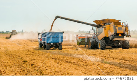 Unloading grains into truck by unloading auger. Combine harvesters cuts and threshes ripe wheat grain. Wheat harvesting on field in summer season. Process of gathering crop by agricultural machinery 74675881