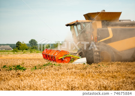 Rotary straw walker cut and threshes ripe wheat grain. Combine harvesters with grain header, wide chaff spreader reaping cereal ears. Gathering crop by agricultural machinery on field on summer season Rotary straw walker cut and threshes ripe wheat grain. Combine harvesters with grain header, wide chaff spreader reaping cereal ears. Gathering crop by agricultural machinery on field on summer season 74675884