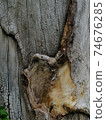 Close up, tree wound with cut and dry branches. 74676285