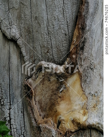 Close up, tree wound with cut and dry branches. Close up, tree wound with cut and dry branches. 74676285