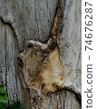 Close up, tree wound with cut and dry branches. 74676287