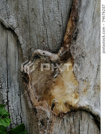 Close up, tree wound with cut and dry branches. 74676287