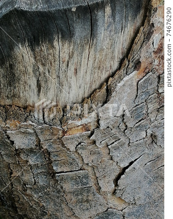 Close up, tree wound with cut and dry branches. 74676290