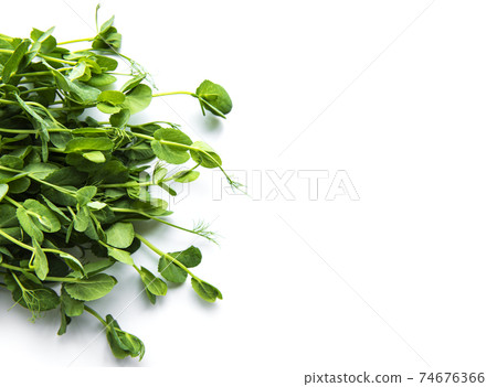 Homegrown pea shoots on a white background Homegrown pea shoots on a white background 74676366
