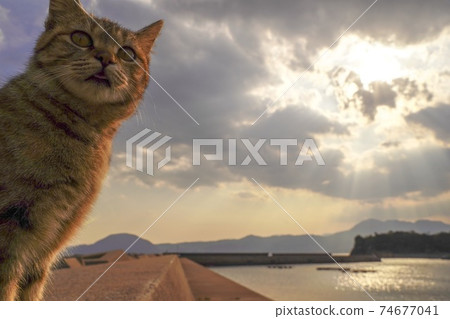貓在夕陽下 74677041