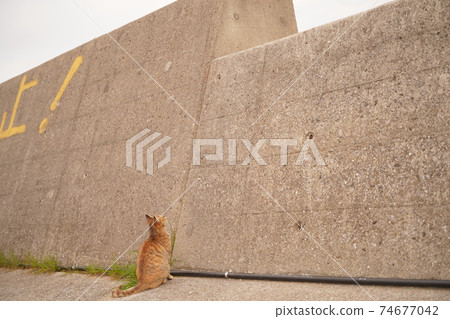 想要爬牆的貓 想要爬牆的貓 74677042