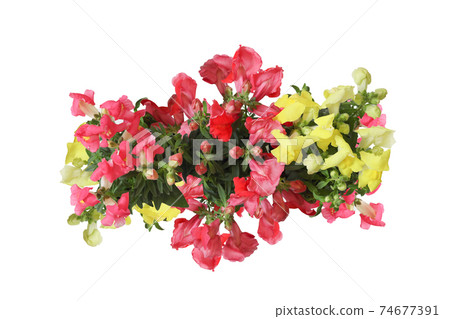 金魚草在白色背景上的花束 金魚草在白色背景上的花束 74677391