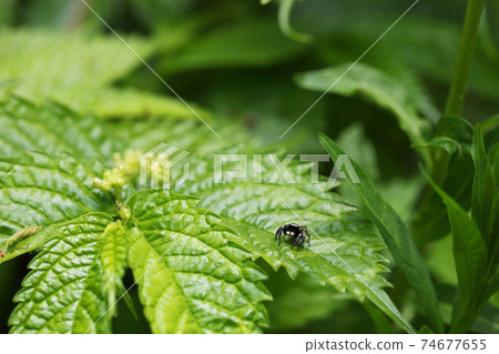蜘蛛和Elatostema umbellata的花蕾 蜘蛛和Elatostema umbellata的花蕾 74677655