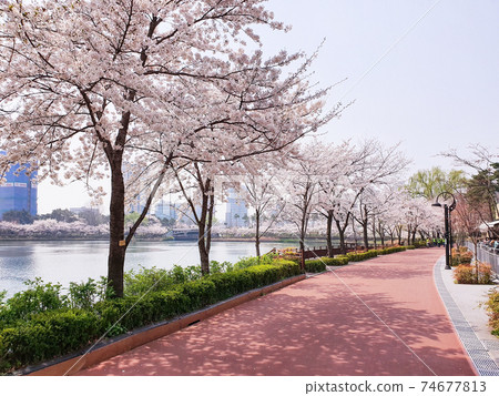 Cherry blossoms at Seokchon Lake in Jamsil, controlled by Corona 19 Cherry blossoms at Seokchon Lake in Jamsil, controlled by Corona 19 74677813