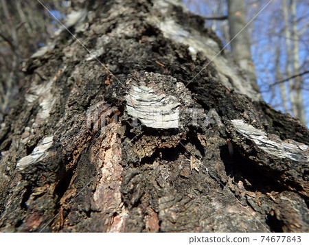 birch bark ,birch trunk 74677843