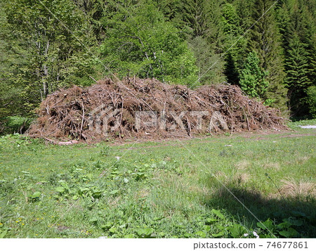 Biomass, Cut branches in forest, Branches in the forest, Felled timber stacked up, 74677861