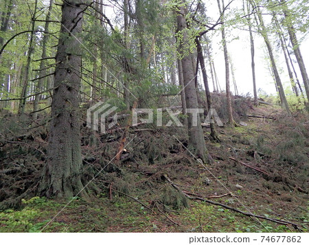 Destroyed forest as an effect of strong storm Destroyed forest as an effect of strong storm 74677862