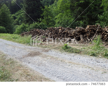 Biomass, Cut branches in forest, Branches in the forest, Felled timber stacked up, Biomass, Cut branches in forest, Branches in the forest, Felled timber stacked up, 74677863
