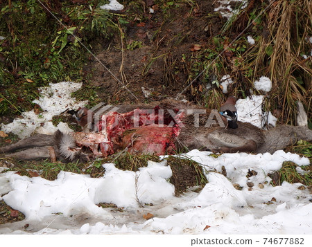 Deer torn wolves, Eurasian jay - bird, 74677882