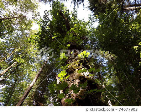 Old maple in the woods Old maple in the woods 74677902