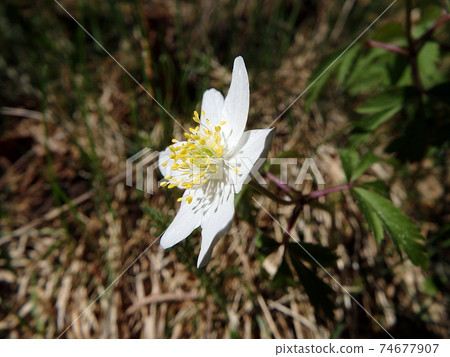 wood anemone, white flower wood anemone, white flower 74677907