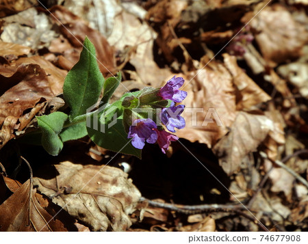 Blossom of wild lungwort Blossom of wild lungwort 74677908